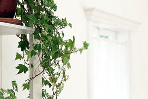 リラックスの為にアジアン家具を導入